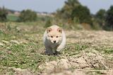 CHIEN FINNOIS DE LAPONIE 304